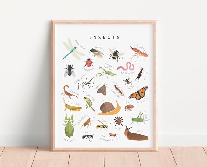 OZCONO Educational Insects Poster, Bugs Learning Chart Kids, Classroom Wall Decor Art, Montessori Homeschool Aid (Unframed) (9x11)