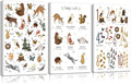 3Pcs Animal Alphabet Numbers Canvas Wall Art Classroom Nursery Painting Educational ABC Poster Prints Kids Playroom Picture Positive Affirmations Animal Wall Decor for Boy Girl Room 12x16in Framed