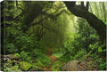 SIGNWIN-Canvas Wall Art-Sunshine in The Forest -Canvas Prints Home Artwork Decoration for Living Room,Bedroom - 16x24 inches