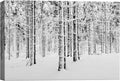 SIGNWIN Canvas Wall Art Winter Snow Covered Birch Trees on The Hillside Nature Forest Modern Art Traditional Scenic Dramatic Black and White for Living Room, Bedroom, Office - 16x24 inches