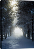 SIGNWIN Canvas Wall Art Woodland Nursery Decor Winter Trees Cool Dramatic Forest Multicolor Nature Photography Rustic - 12x18 inches