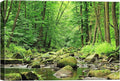 SIGNWIN-Canvas Wall Art-Sunshine in The Forest -Canvas Prints Home Artwork Decoration for Living Room,Bedroom - 16x24 inches